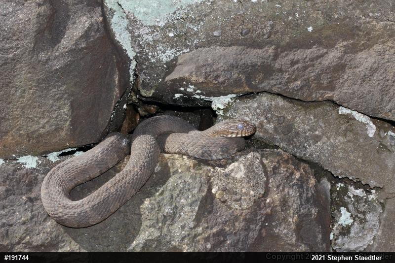 Northern Watersnake