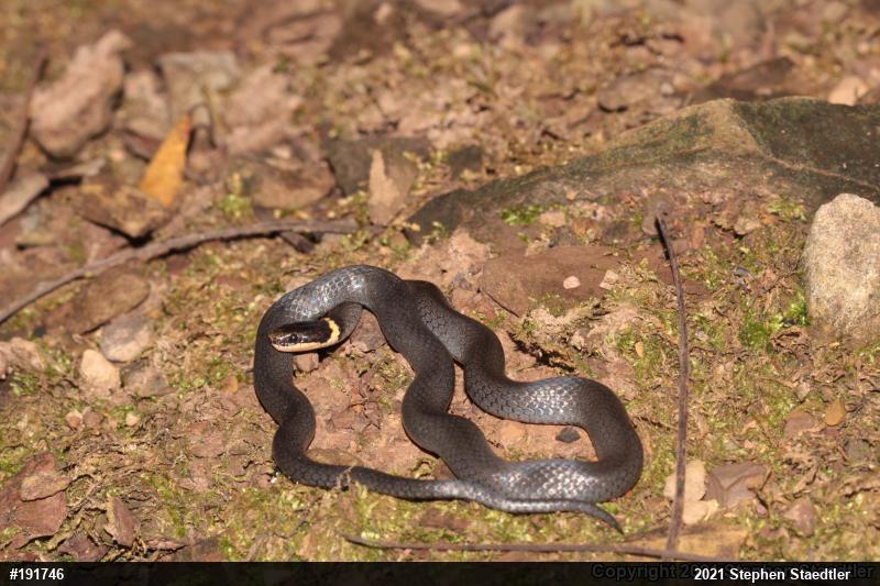 Northern Ring-necked Snake