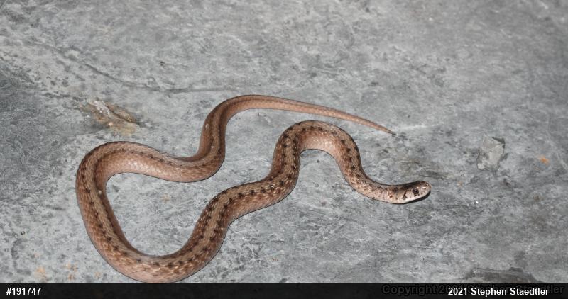 Dekay's Brownsnake