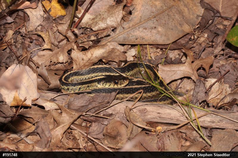 Eastern Gartersnake