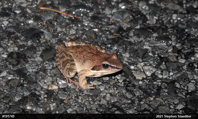Wood Frog