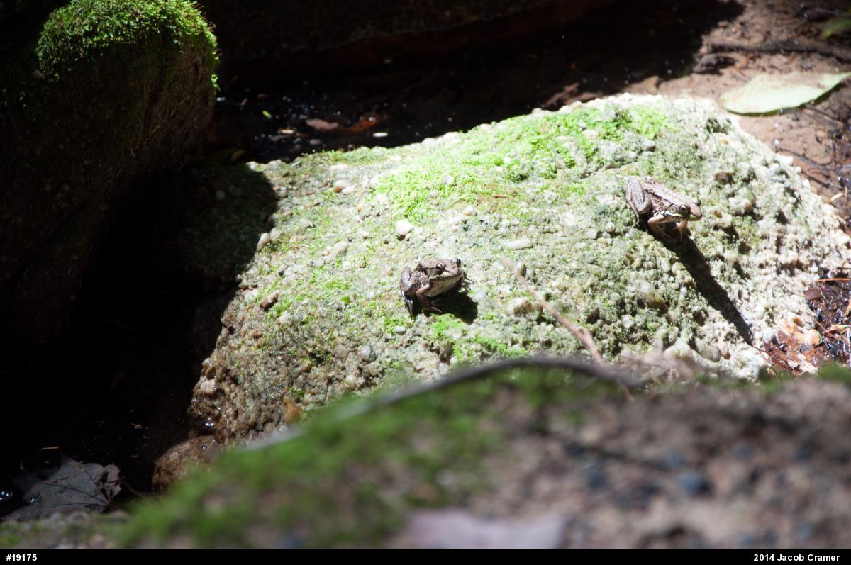 Green Frog