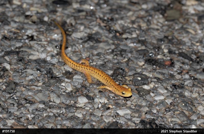 Eastern Long-tailed Salamander