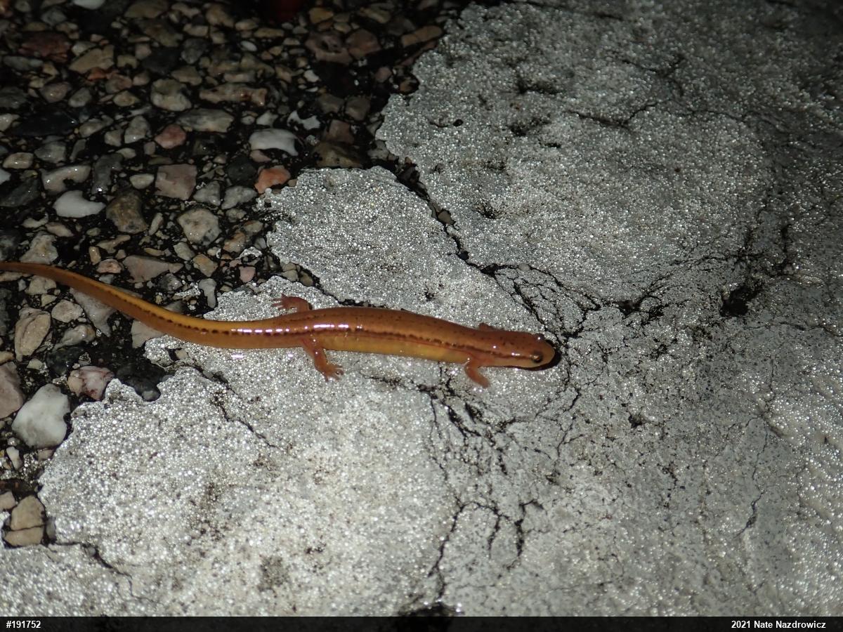 Northern Two-lined Salamander