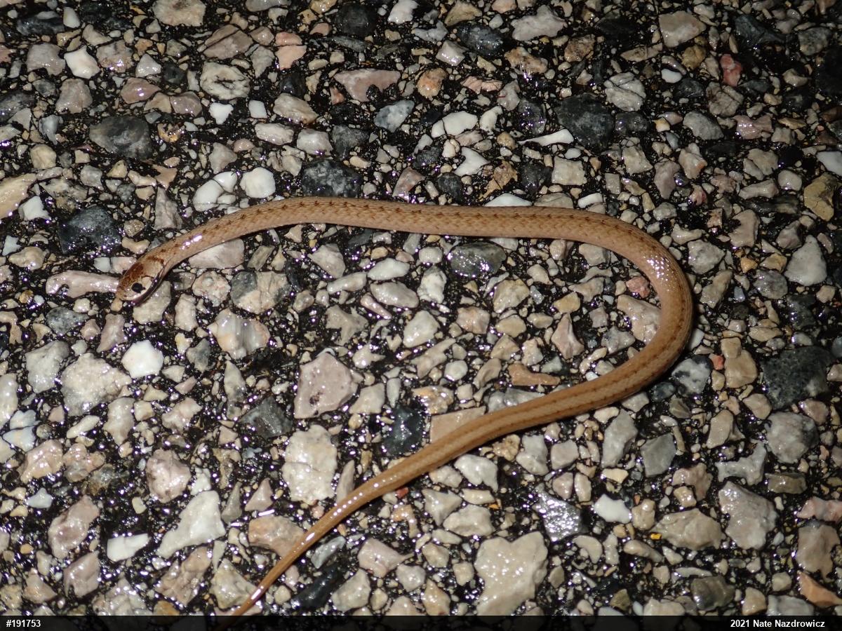 Dekay's Brownsnake