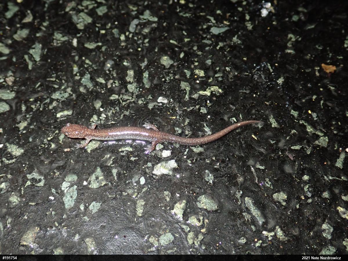 Eastern Red-backed  Salamander