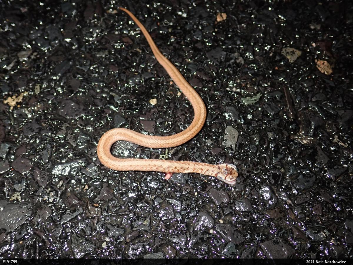 Dekay's Brownsnake
