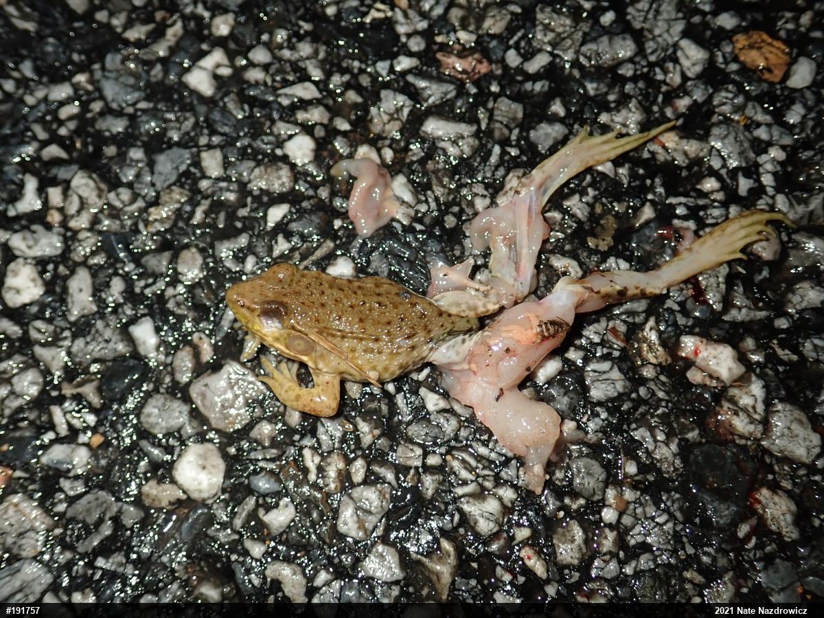 Green Frog