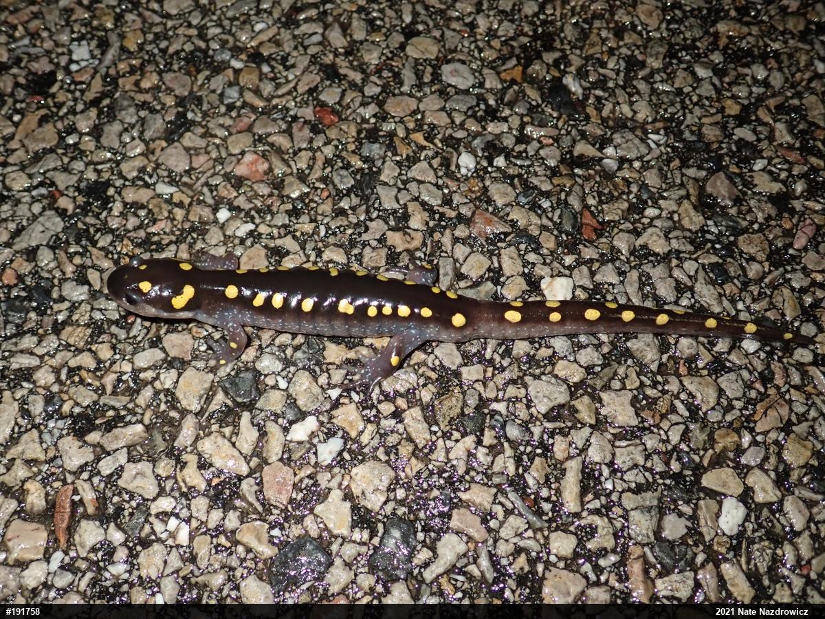 Spotted Salamander