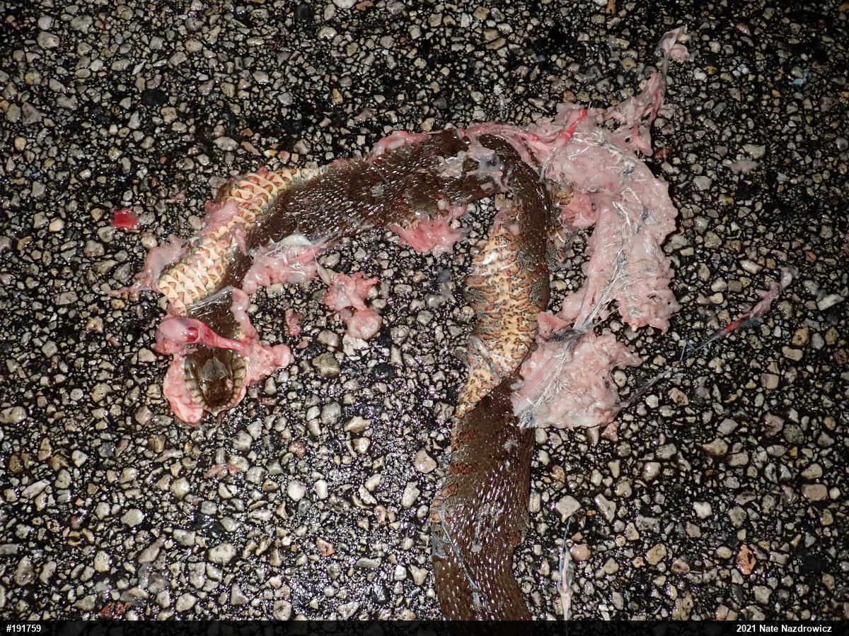 Northern Watersnake