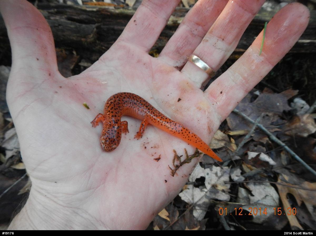Northern Red Salamander