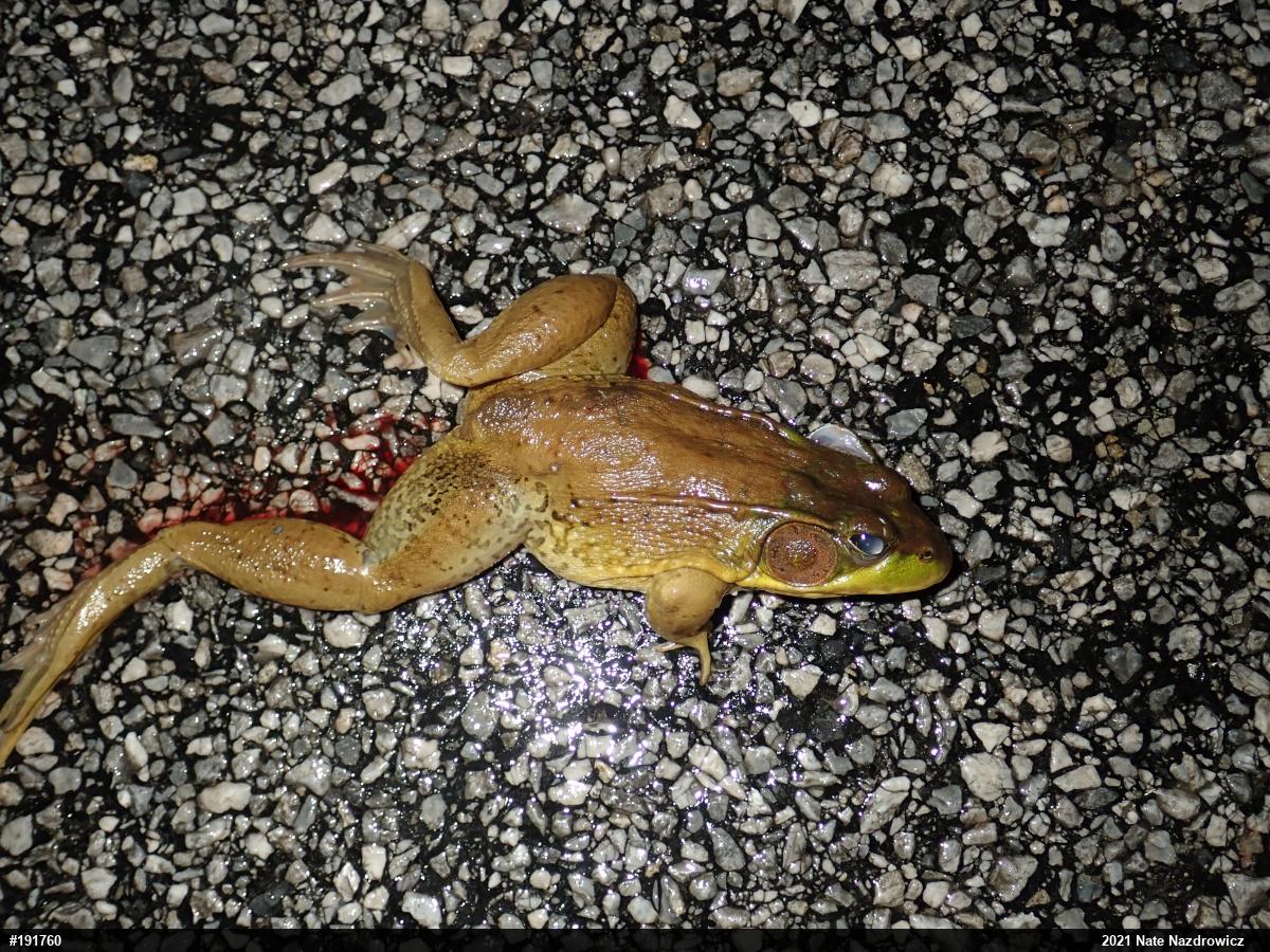 Green Frog