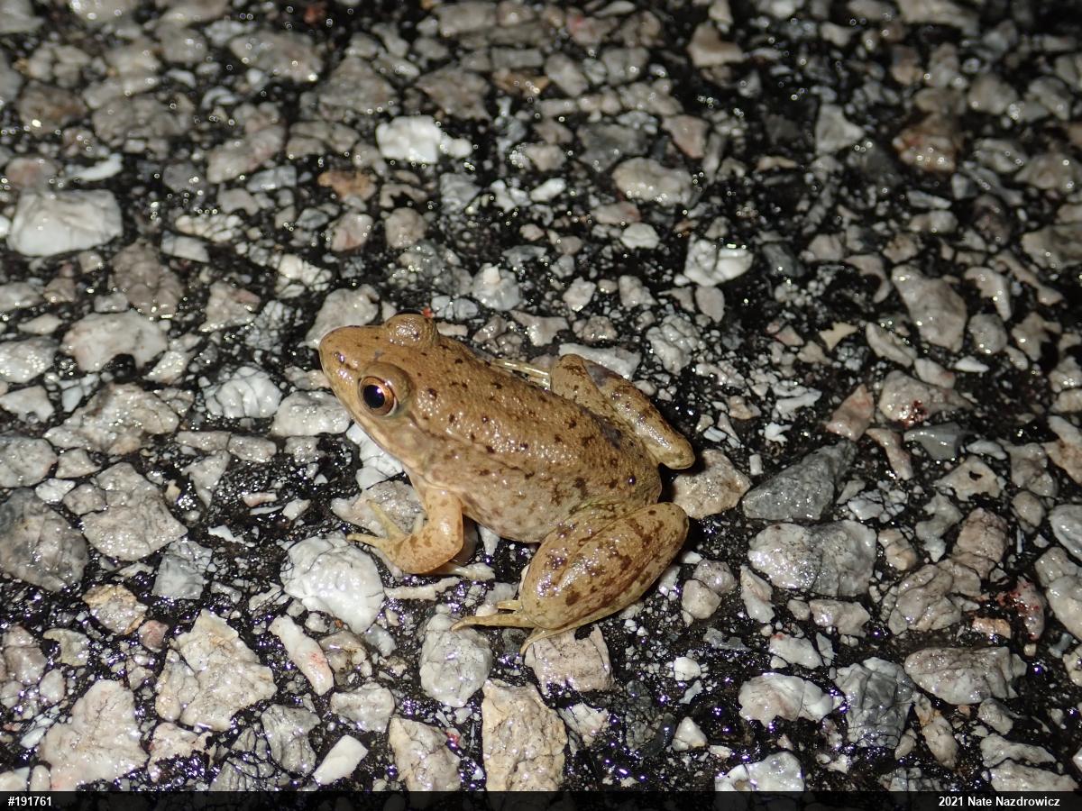 Green Frog