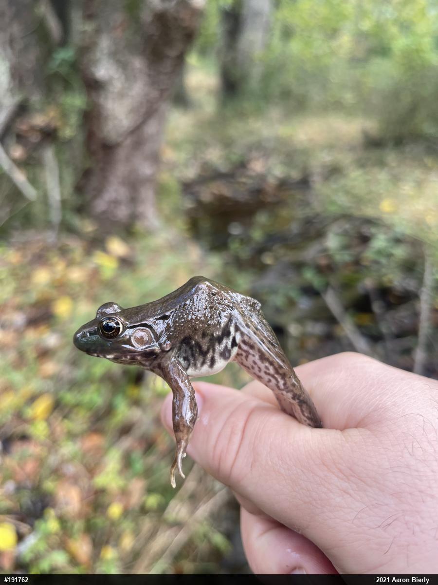 Green Frog
