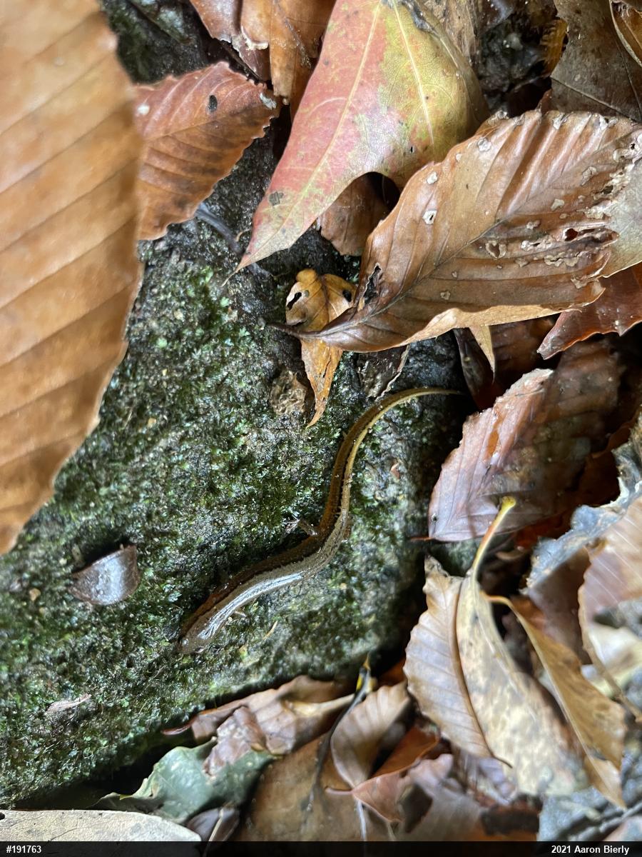 Northern Two-lined Salamander