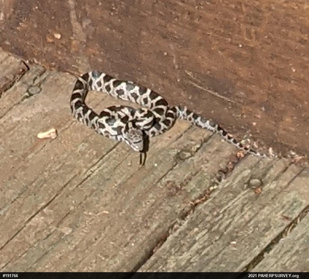 Eastern Ratsnake