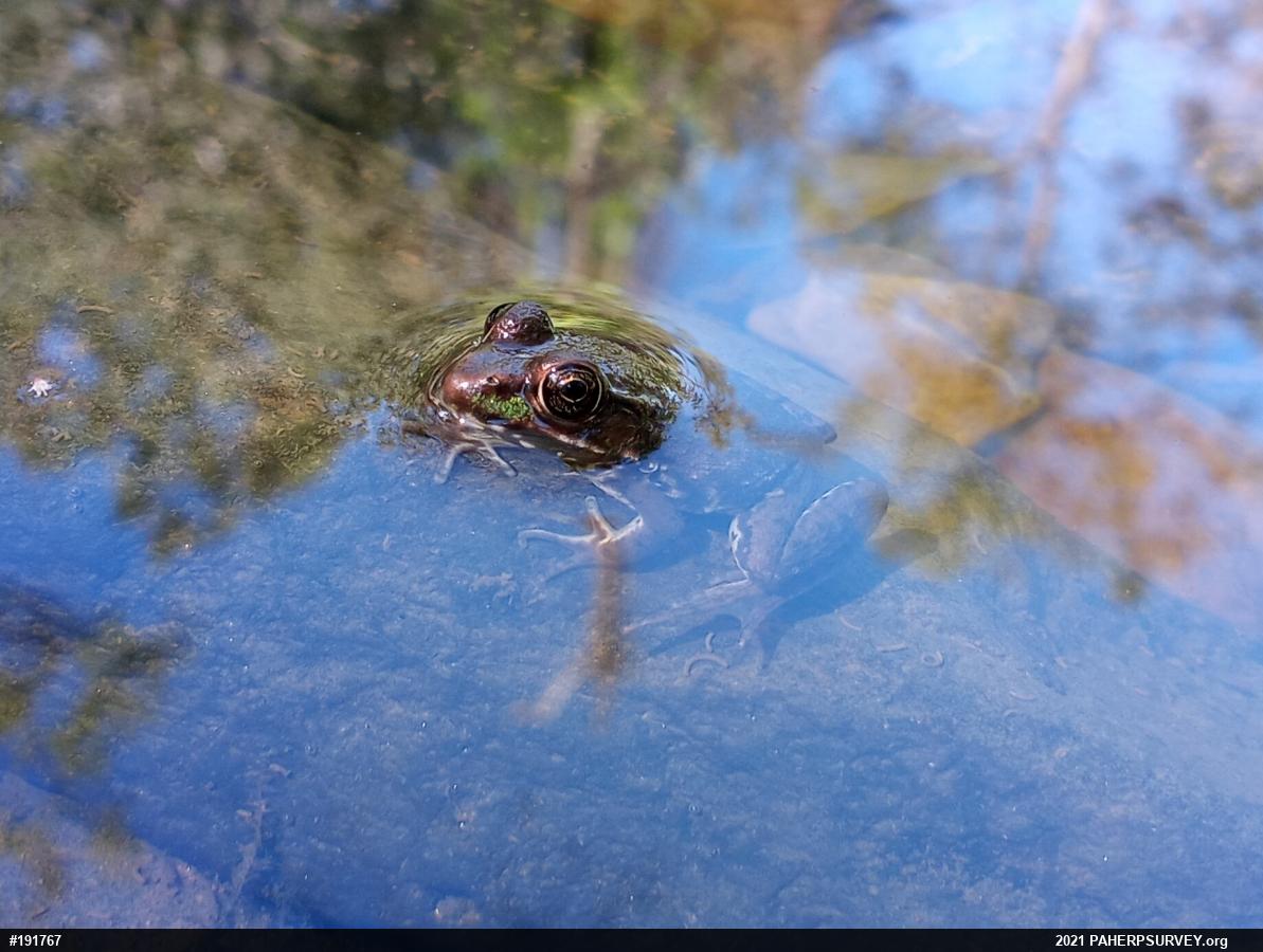 True Frogs