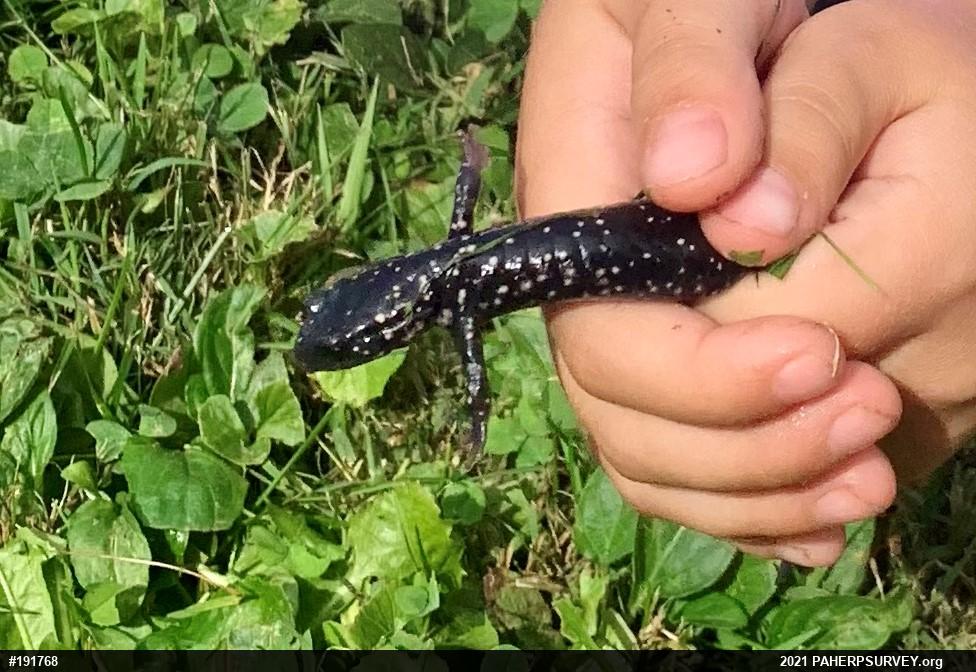 Northern Slimy Salamander