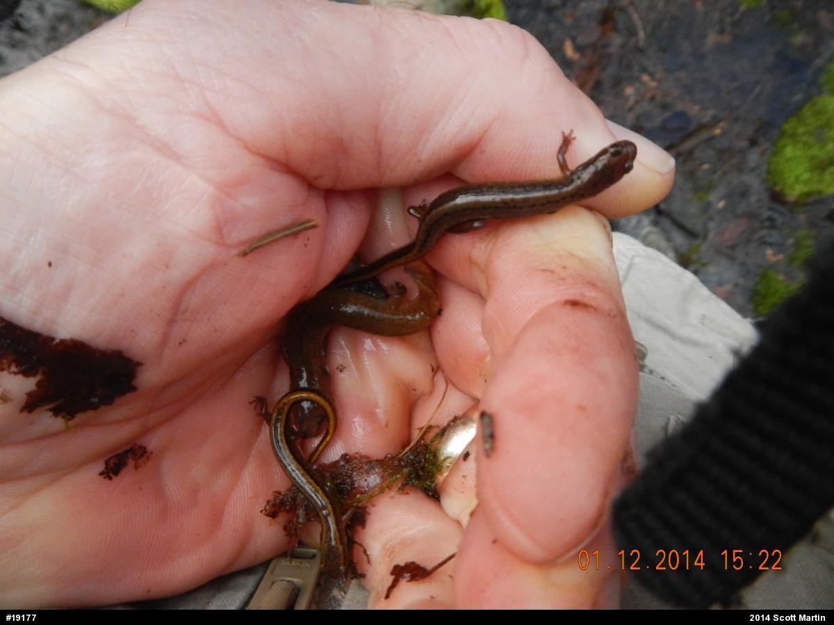 Northern Two-lined Salamander