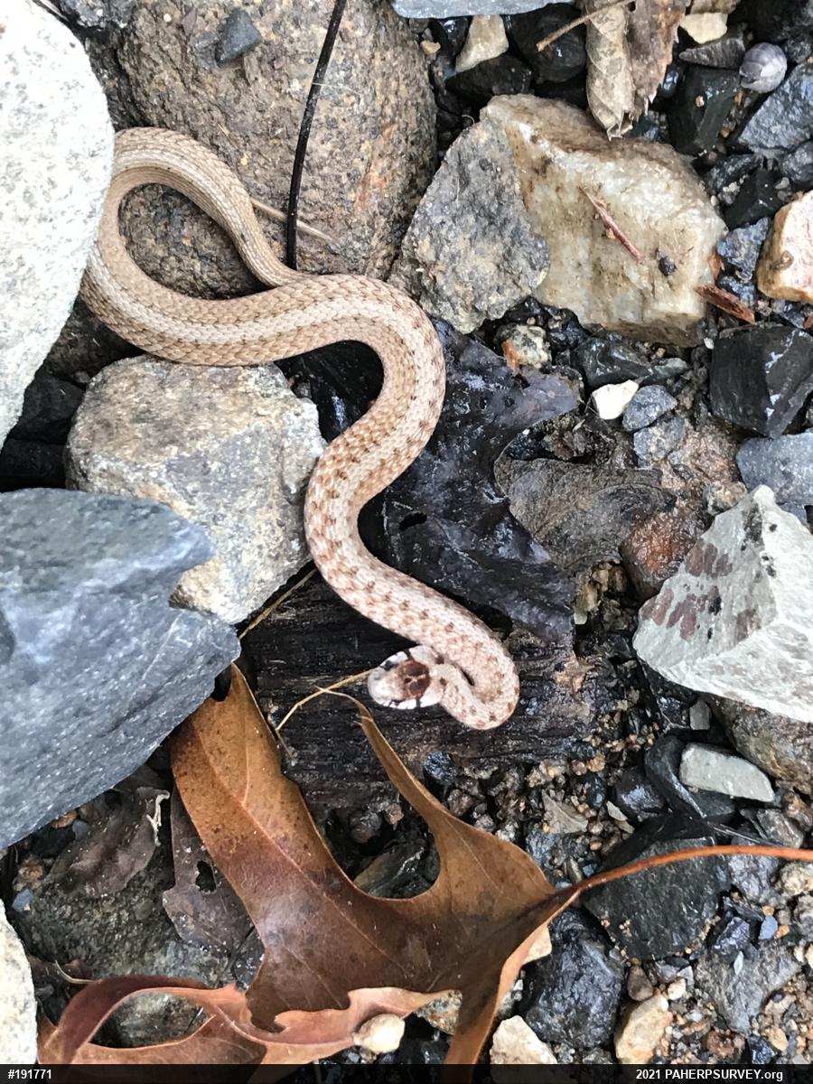 Dekay's Brownsnake