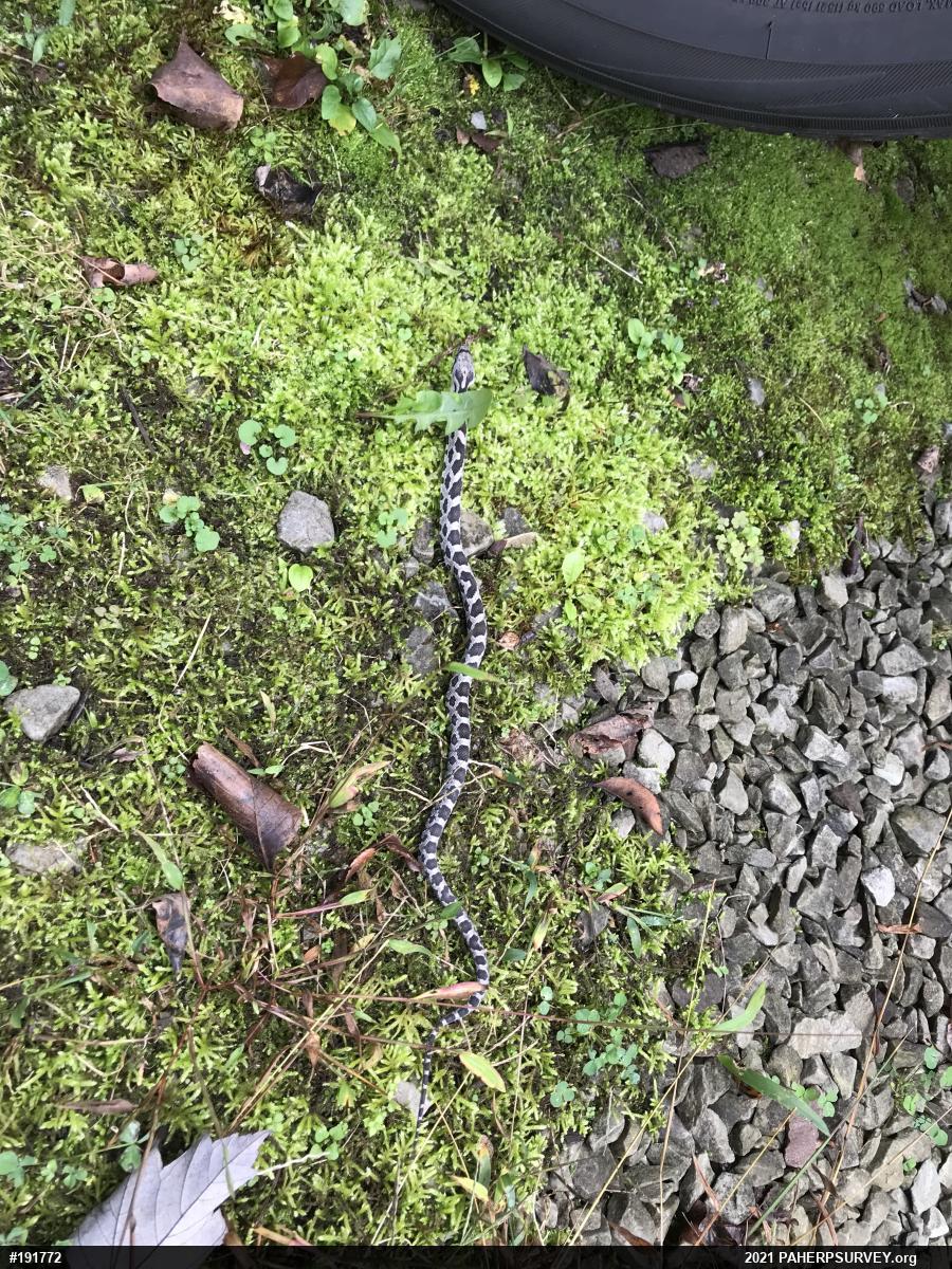 Eastern Ratsnake