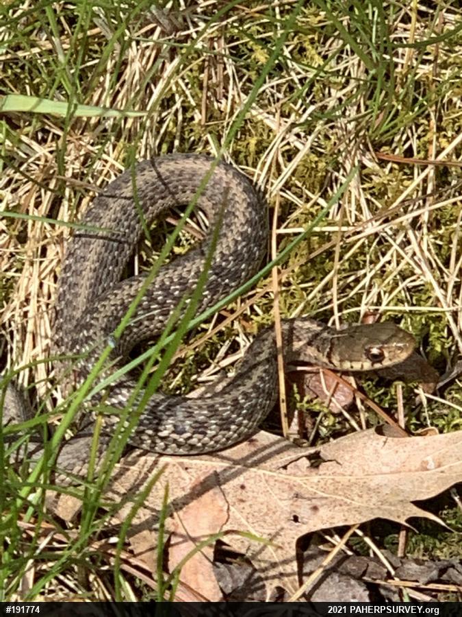 Eastern Gartersnake
