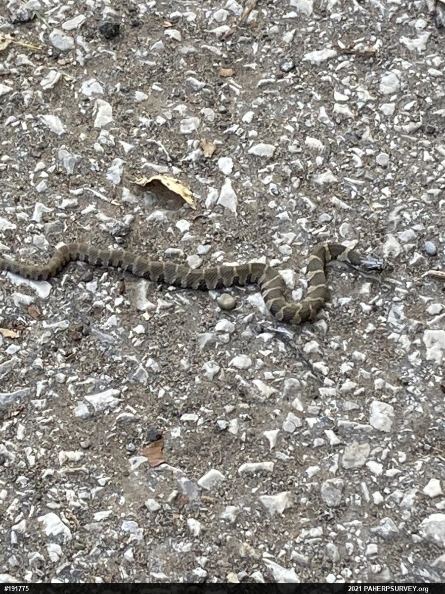 Northern Watersnake