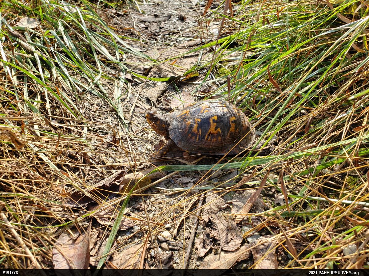 Eastern Box Turtle