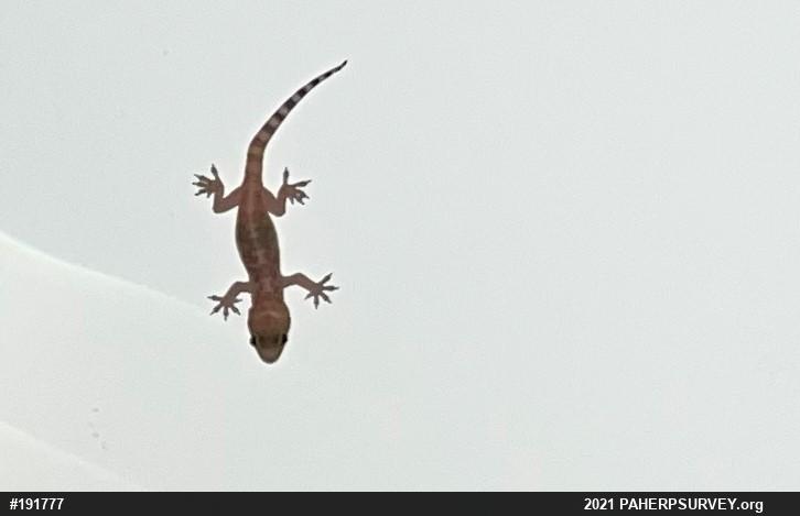 Mediterranean House Geckos
