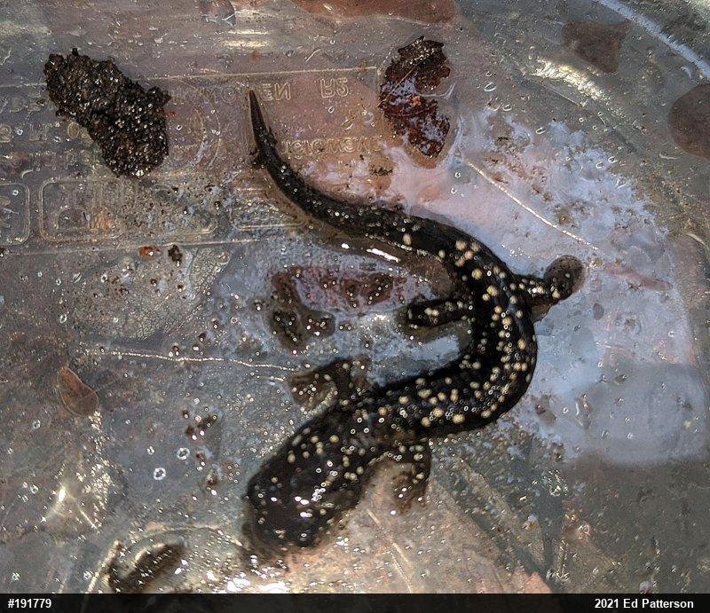 Northern Slimy Salamander