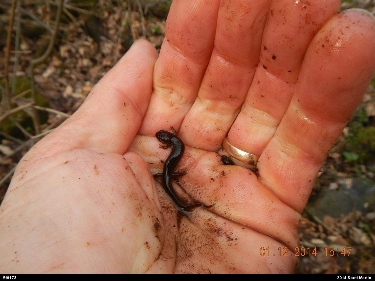 Northern Dusky Salamander