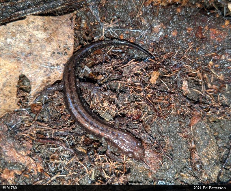 Allegheny Mountain Dusky Salamander