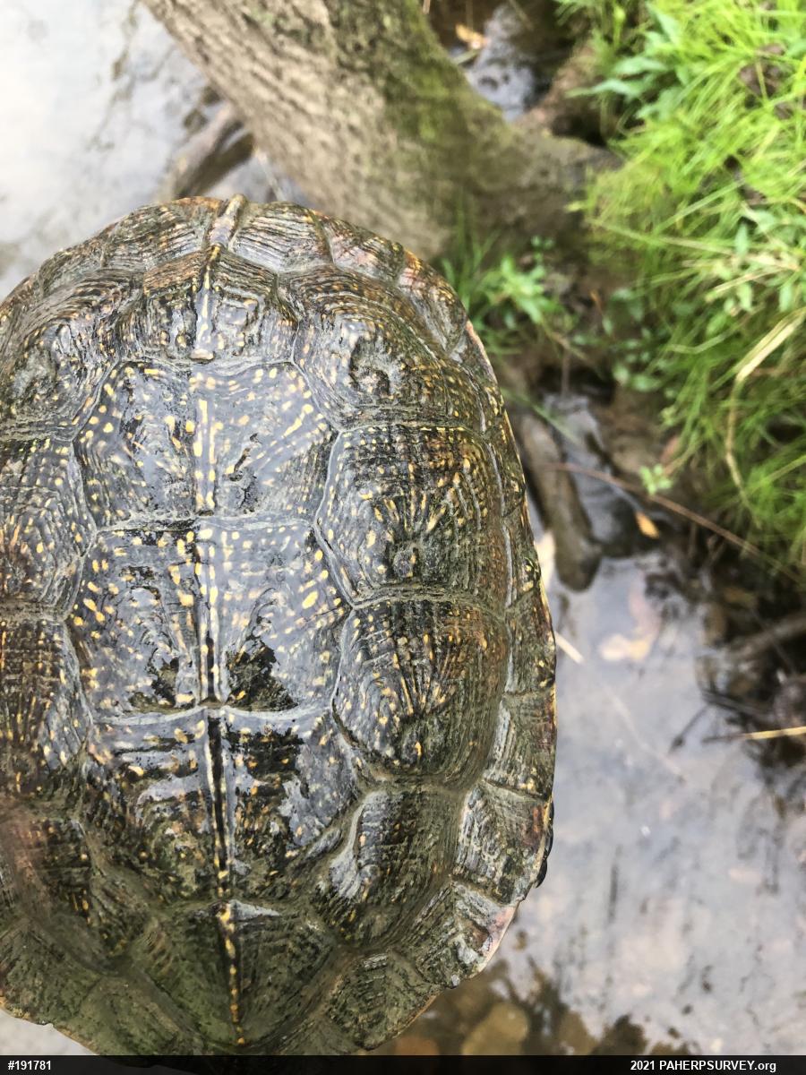 Wood Turtle