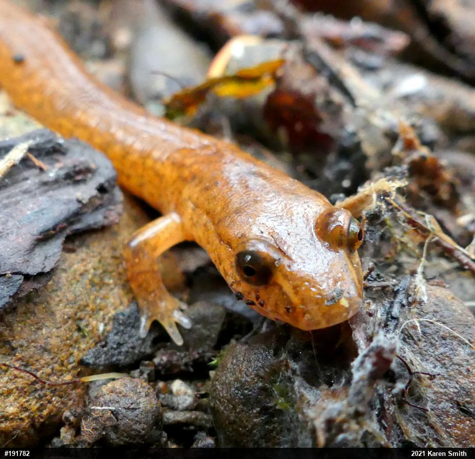Northern Spring Salamander