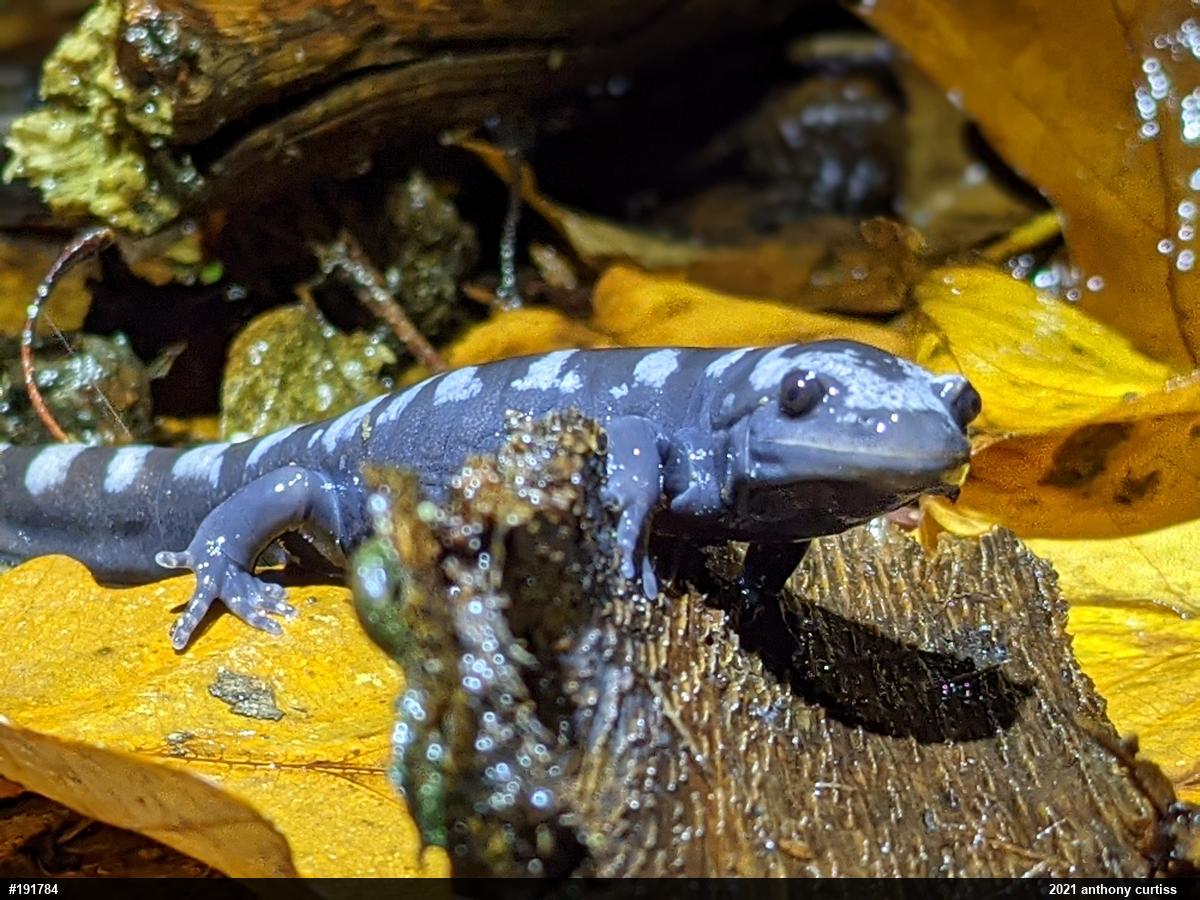 Marbled Salamander