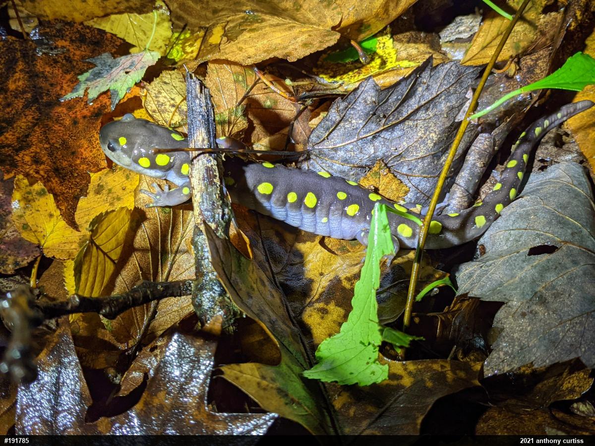Spotted Salamander