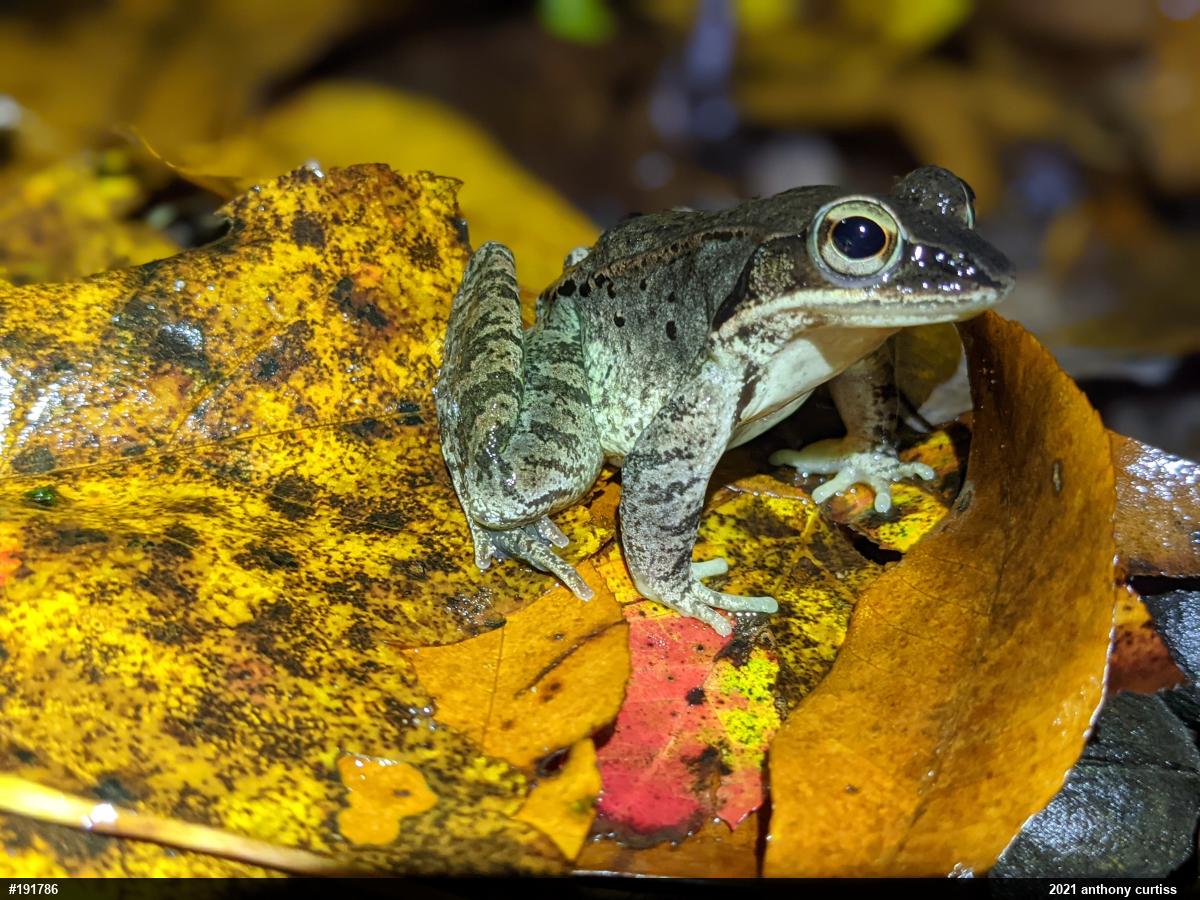 Wood Frog