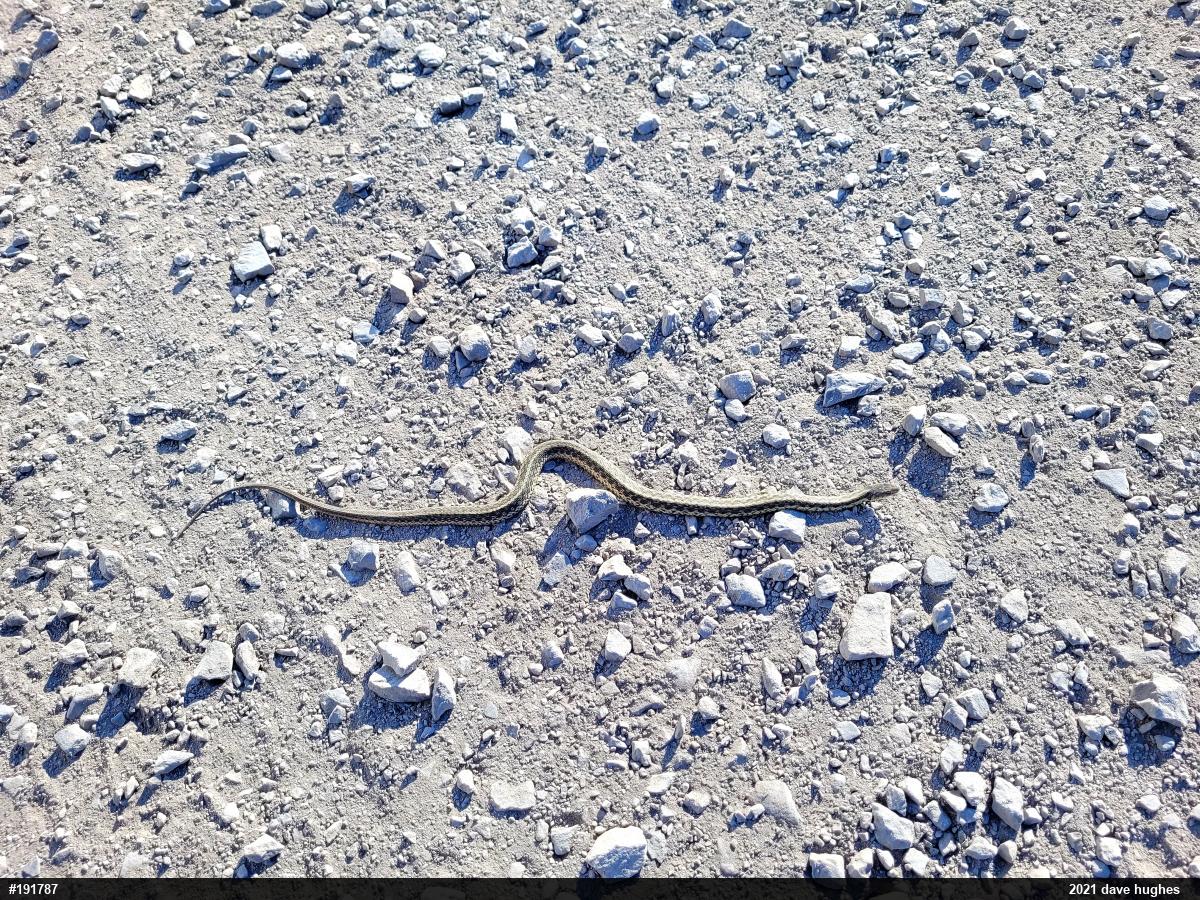 Eastern Gartersnake