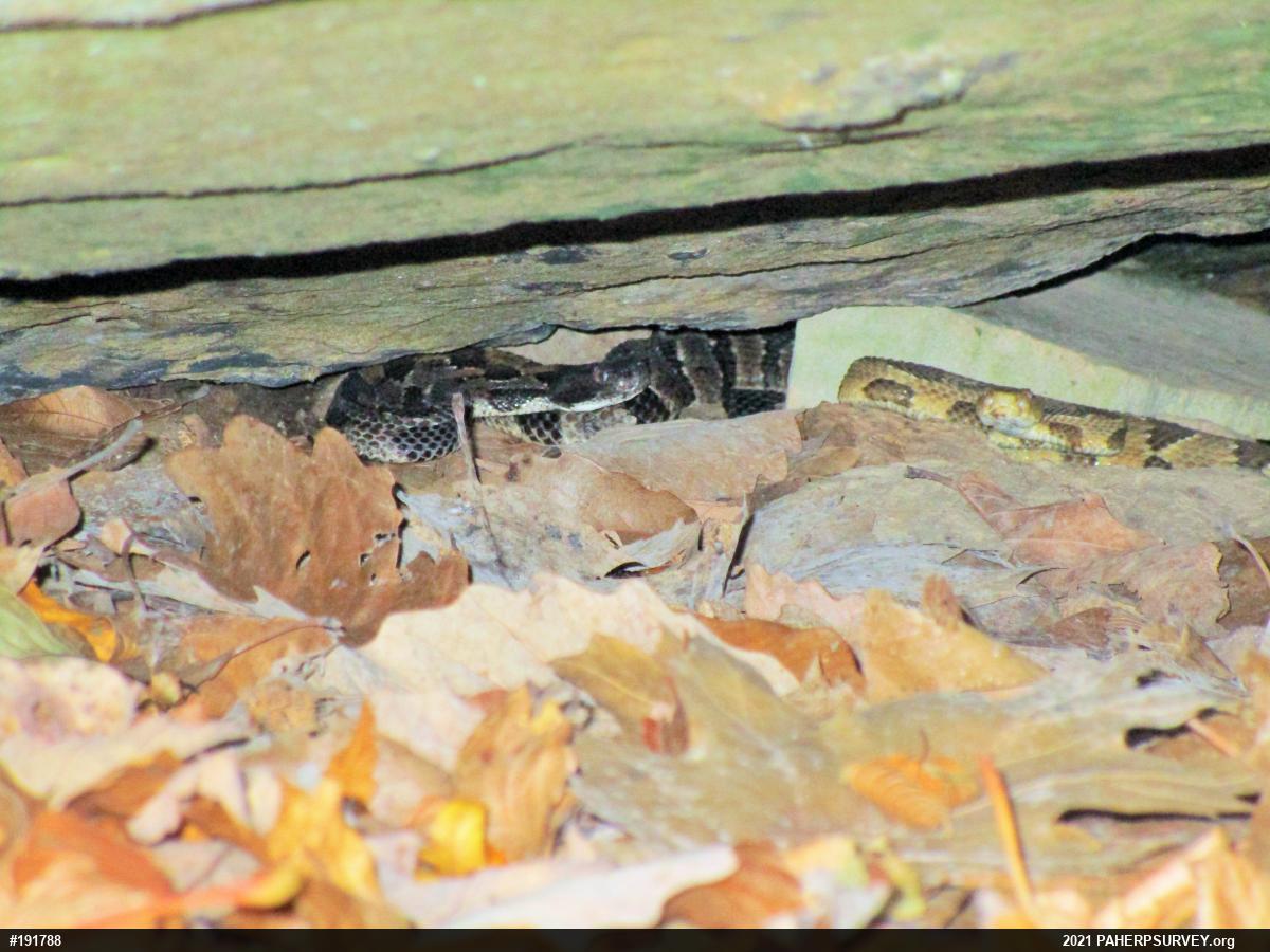 Timber Rattlesnake
