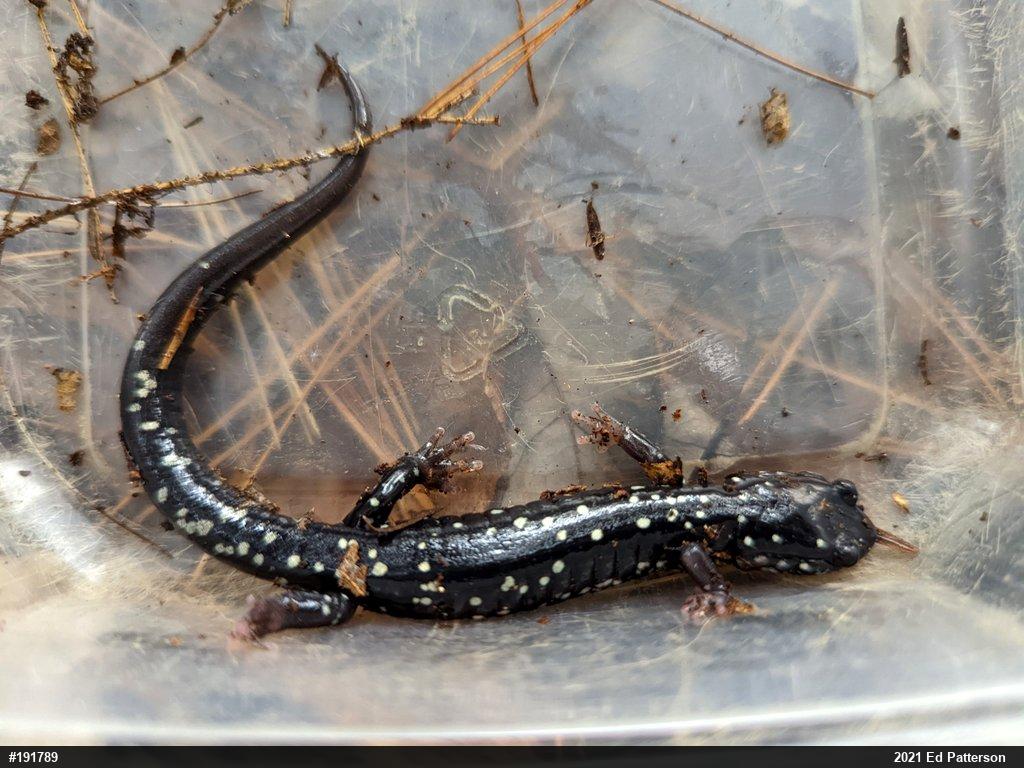 Northern Slimy Salamander