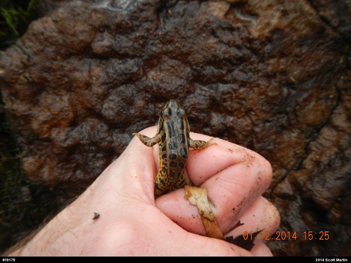 Pickerel Frog