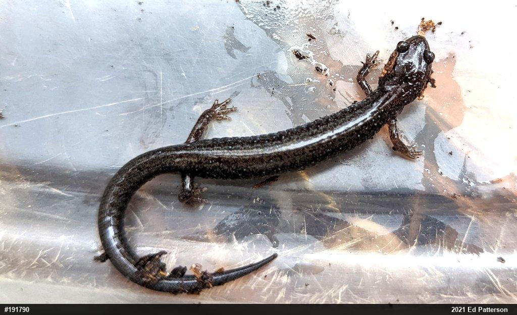 Eastern Red-backed  Salamander
