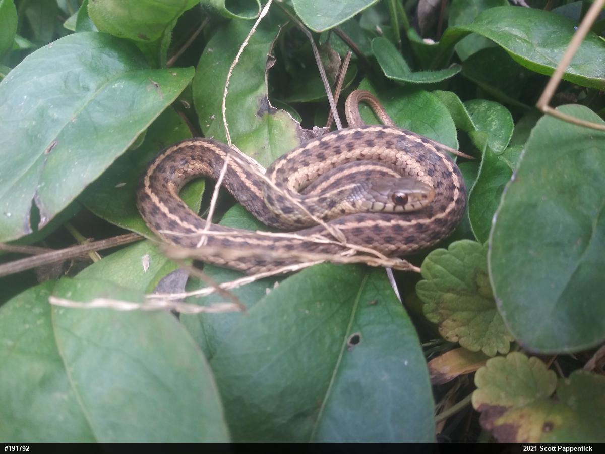 Eastern Gartersnake