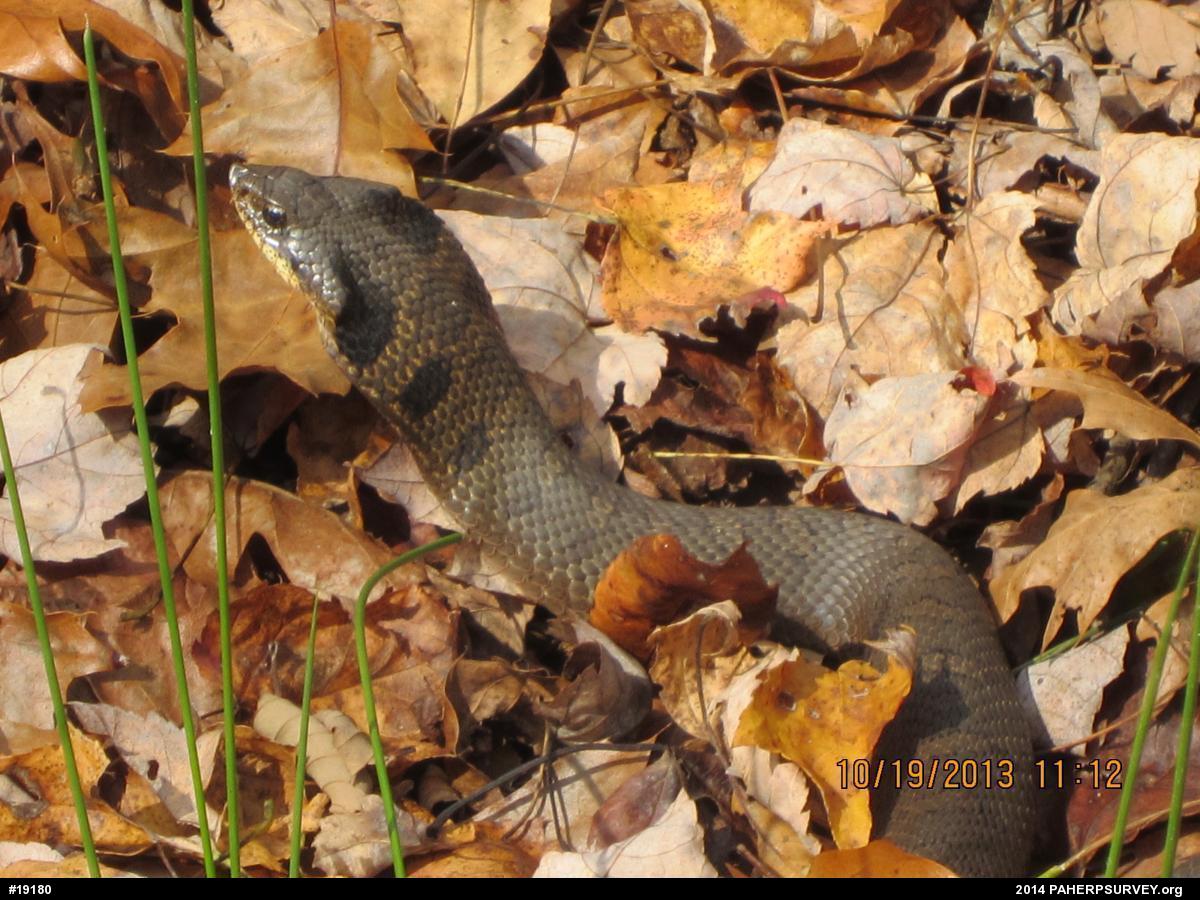 Eastern Hog-nosed Snake