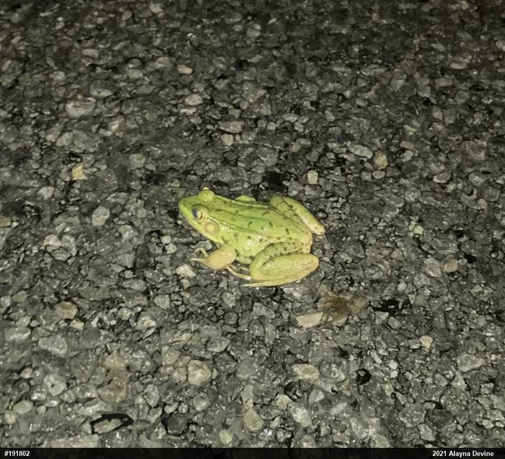 Green Frog