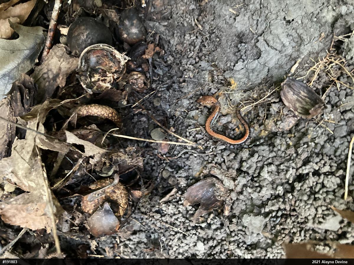 Eastern Red-backed  Salamander