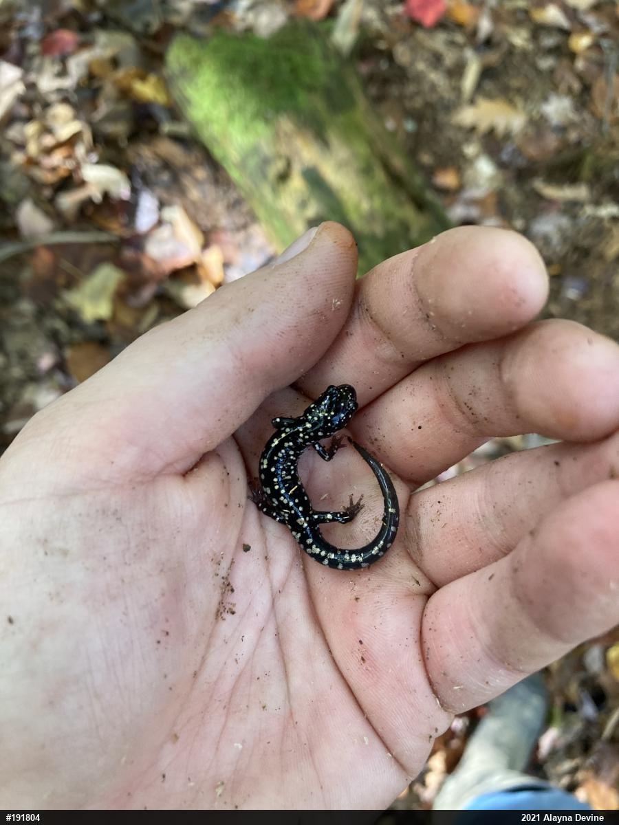 Northern Slimy Salamander
