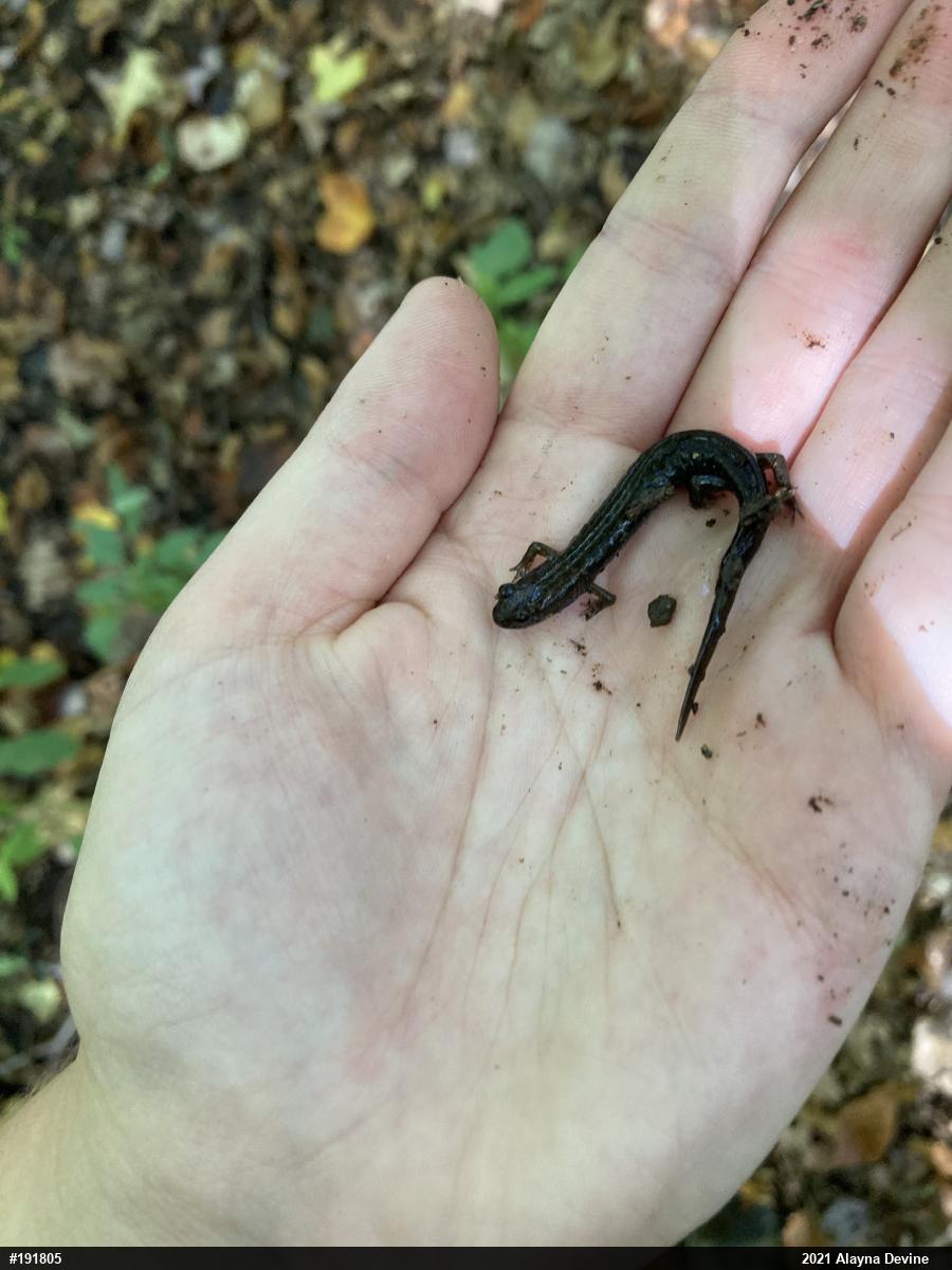 Allegheny Mountain Dusky Salamander
