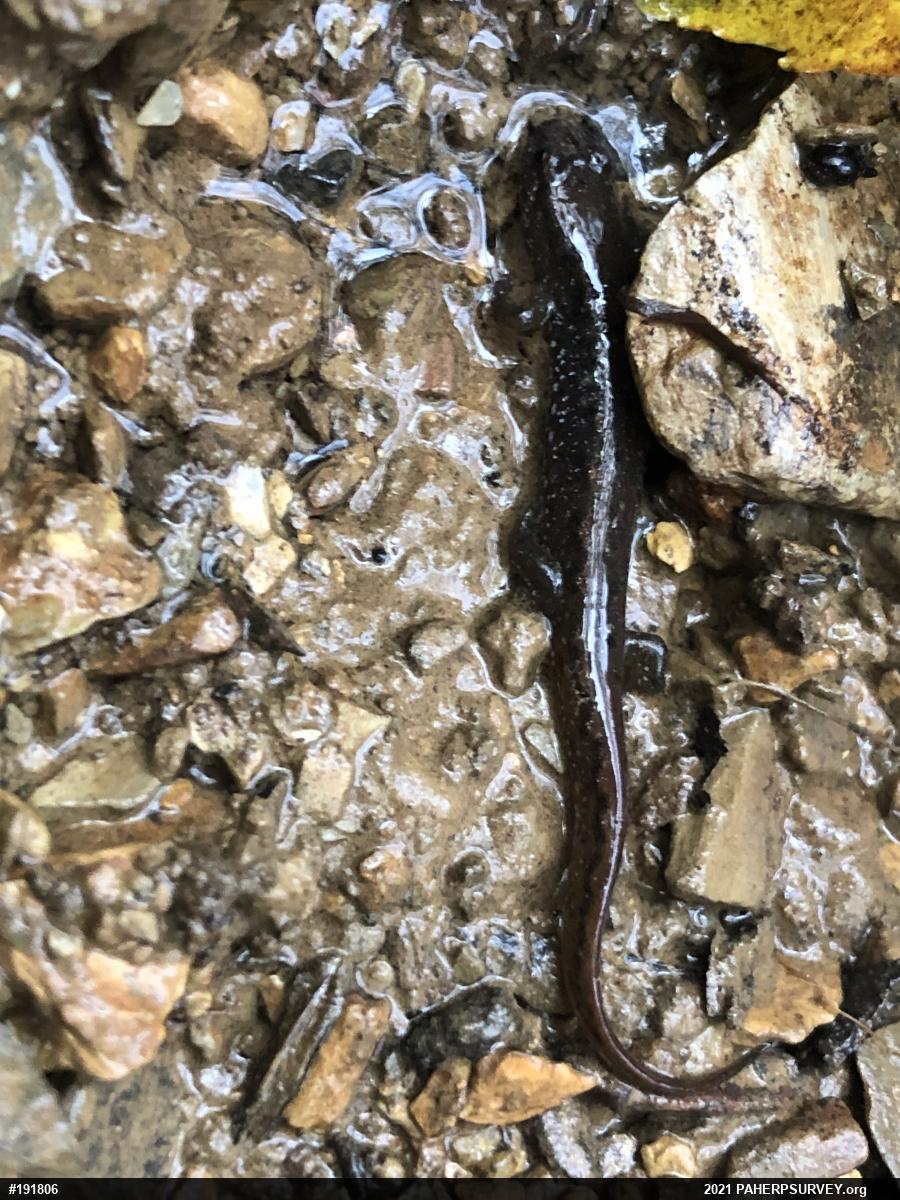 Northern Dusky Salamander