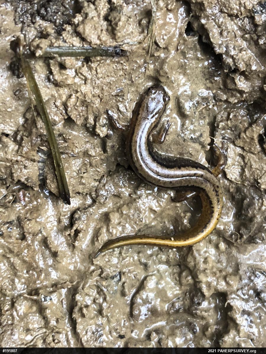 Northern Two-lined Salamander
